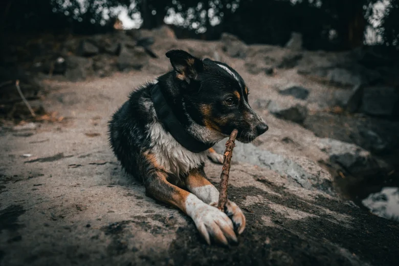 Quels aliments sont toxiques pour les chiens ?