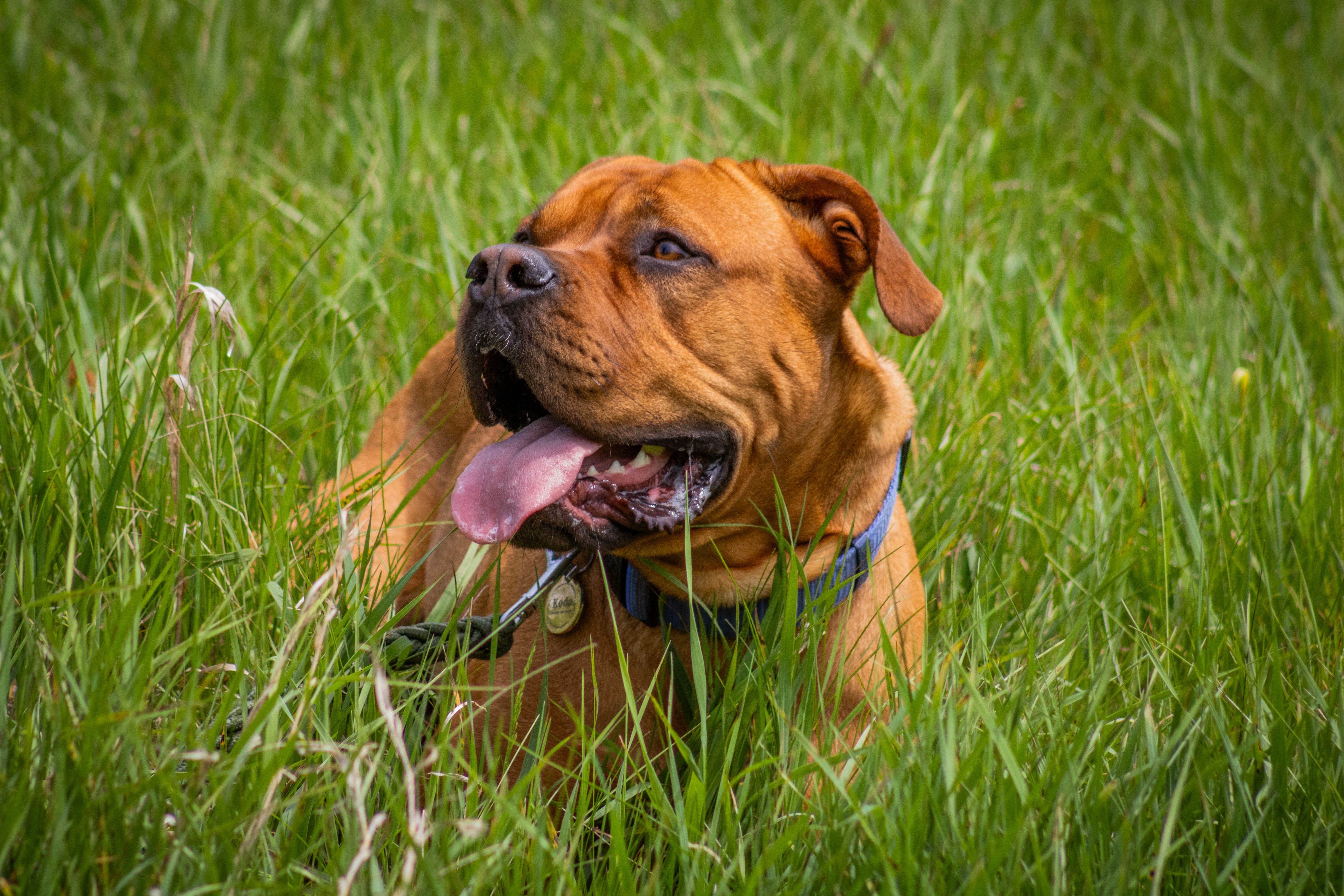 Diesel