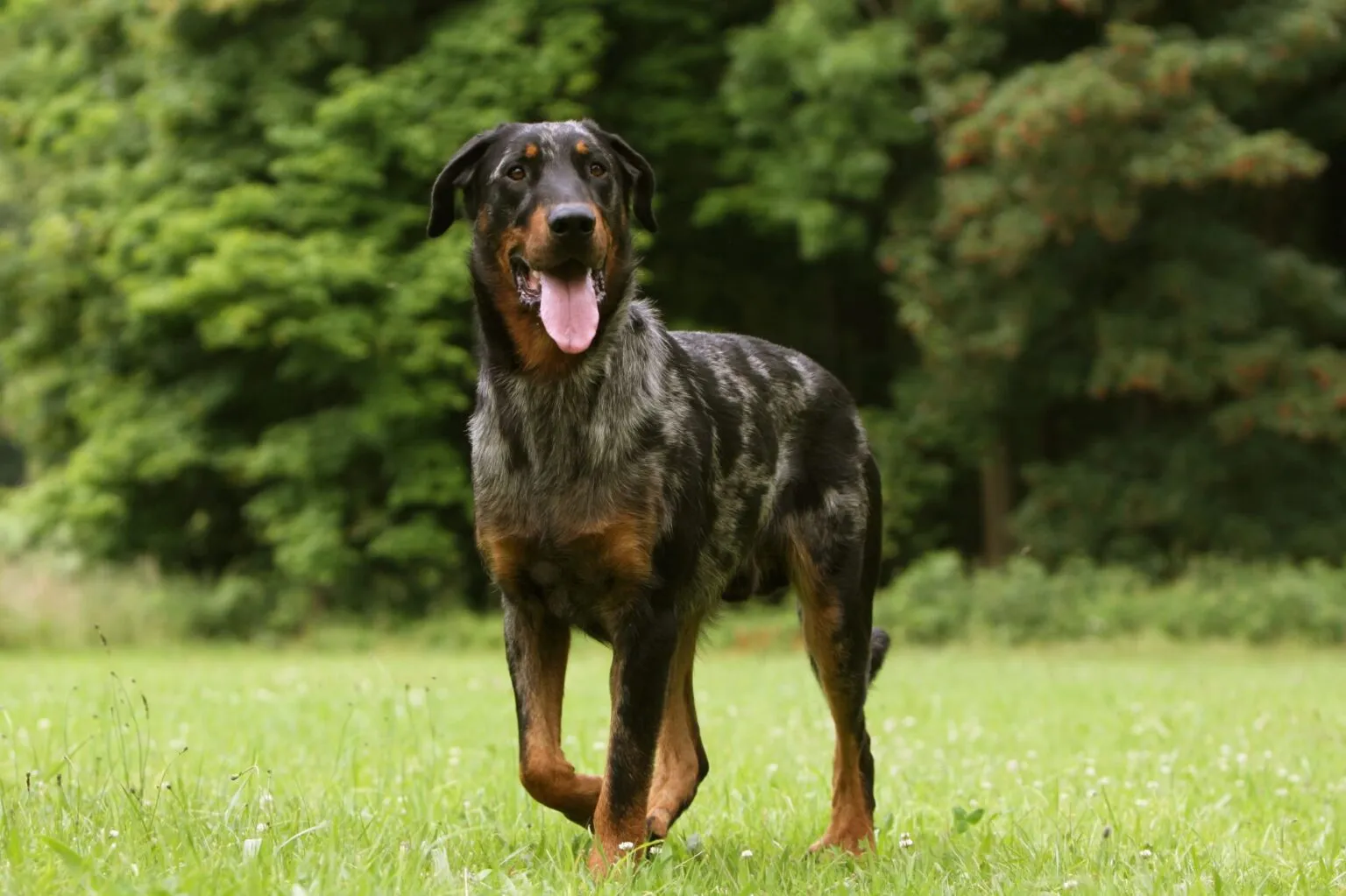Beauceron