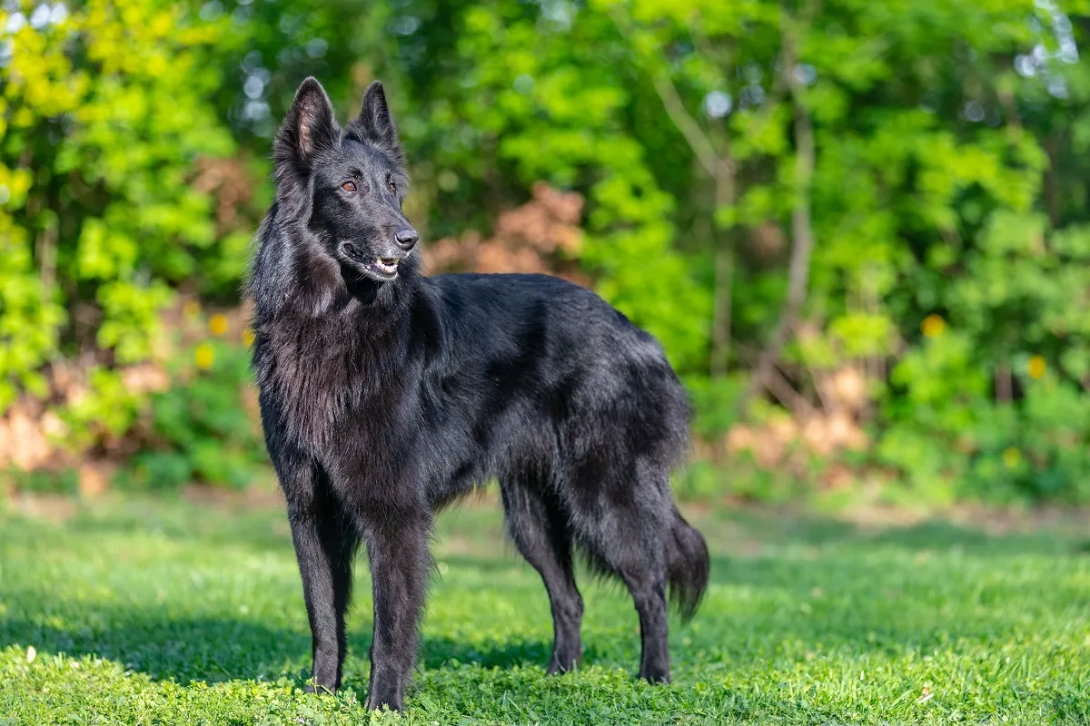 Berger Belge Groenendael