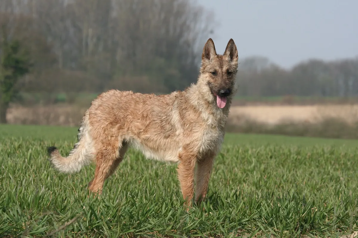 Berger Belge Laekenois