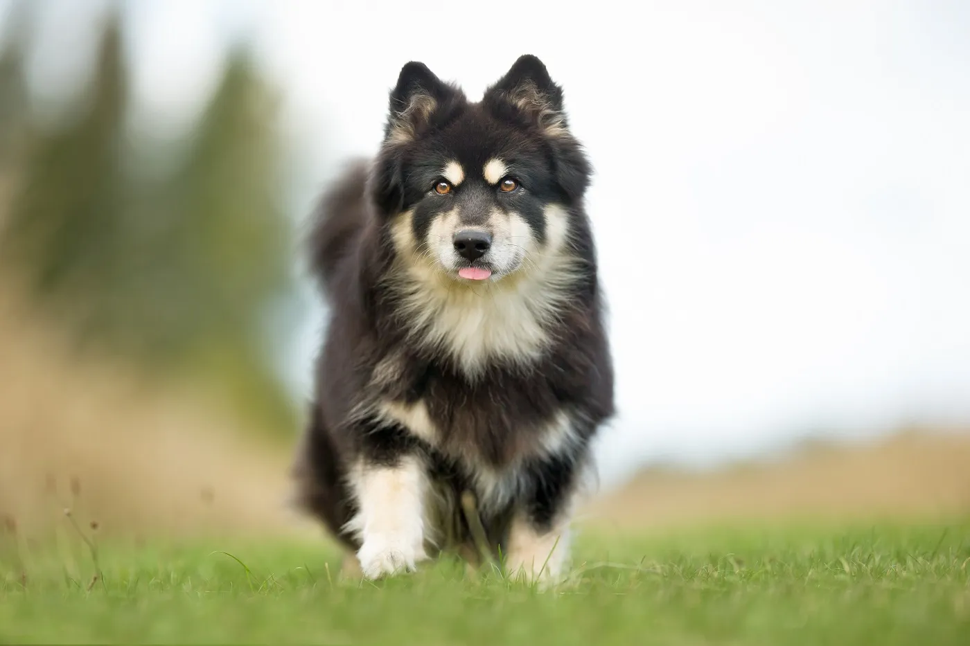 Chien Finnois de Laponie
