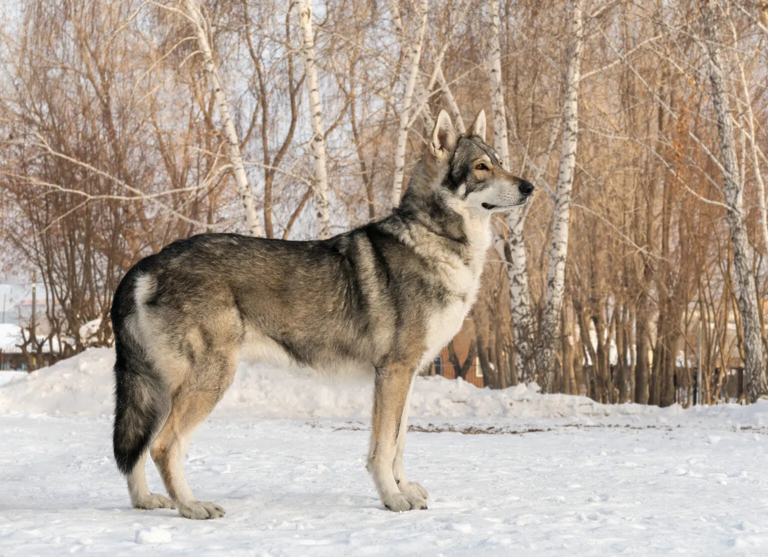 Chien-Loup de Saarloos
