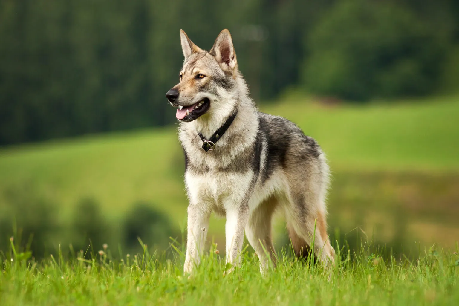 Chien-Loup Tchécoslovaque