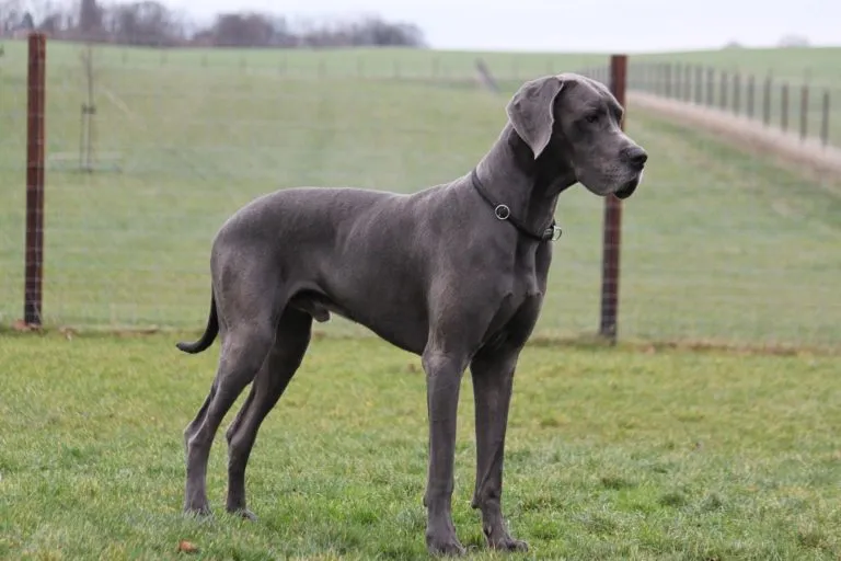 Dogue Allemand