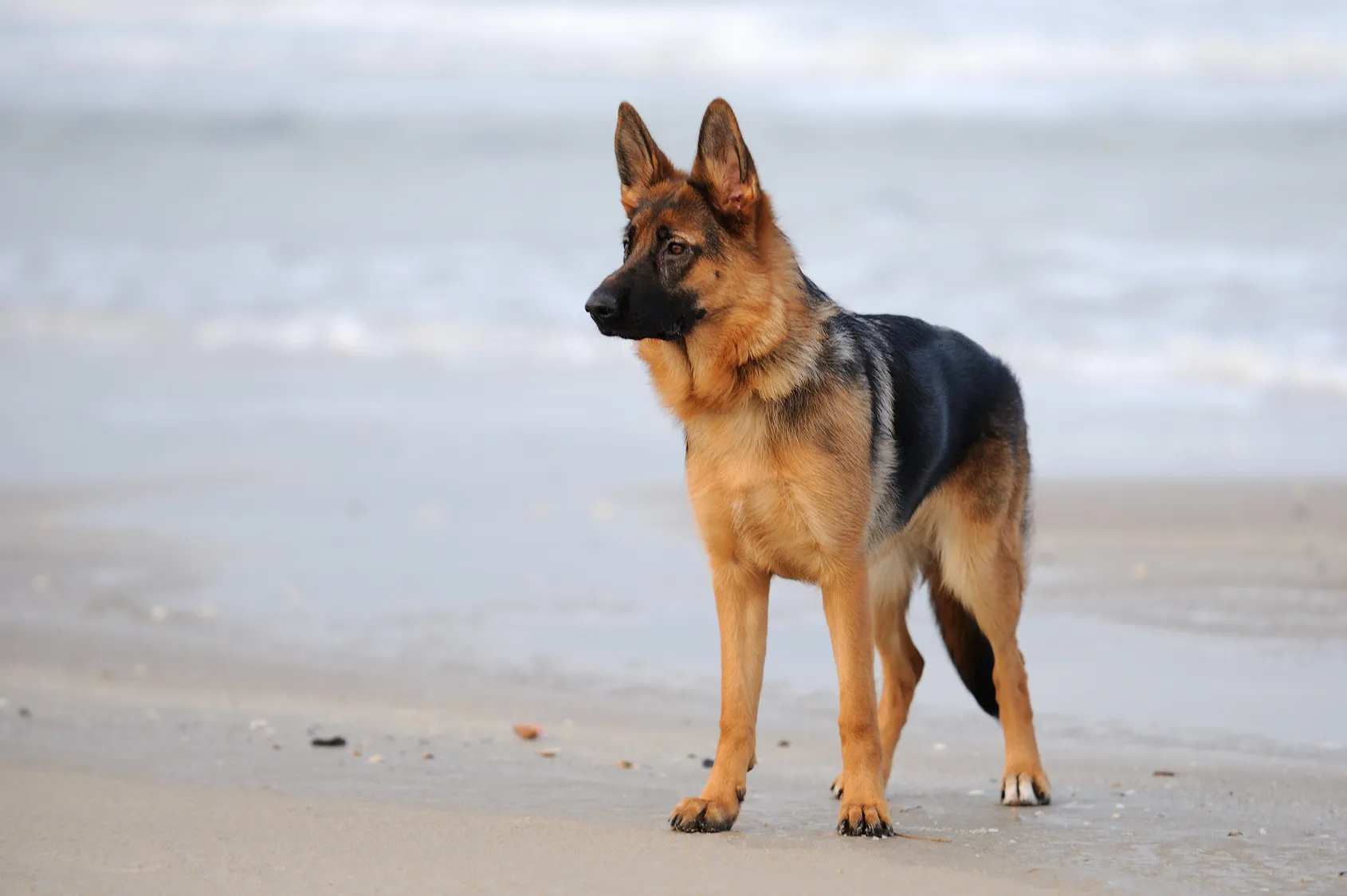 Berger Allemand