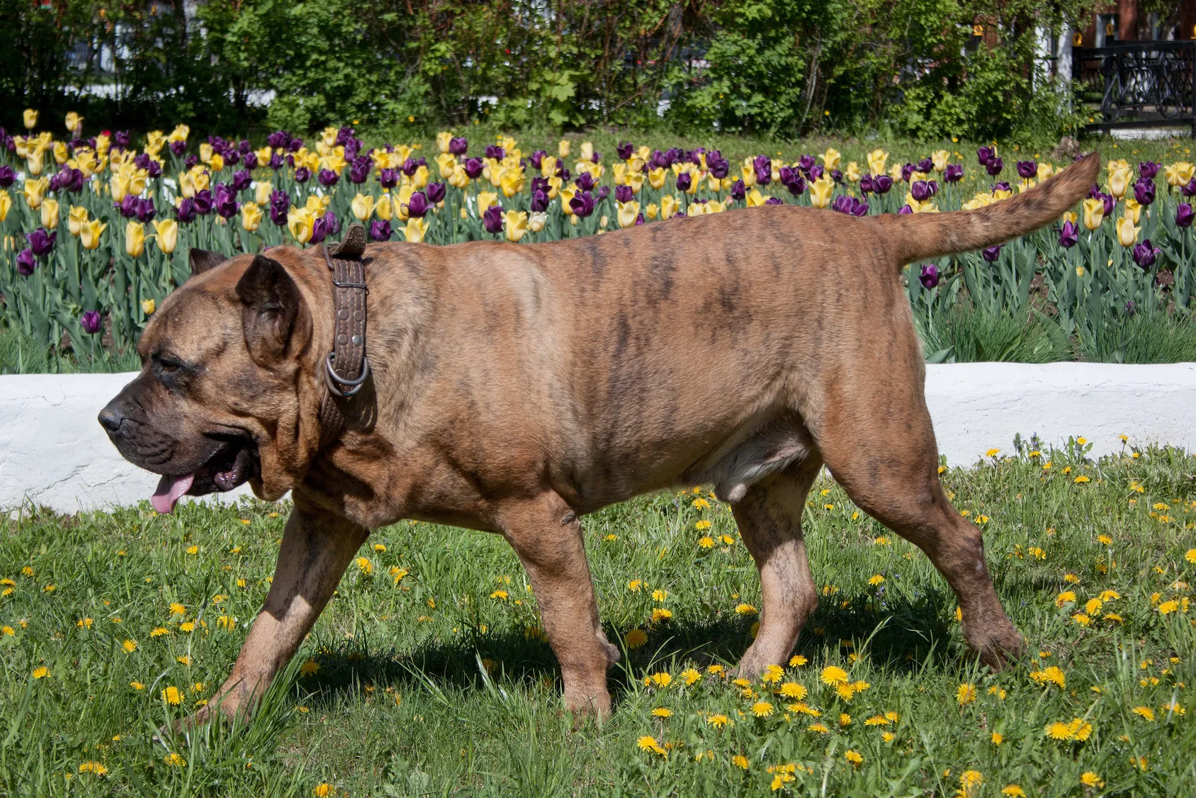 Dogo Canario