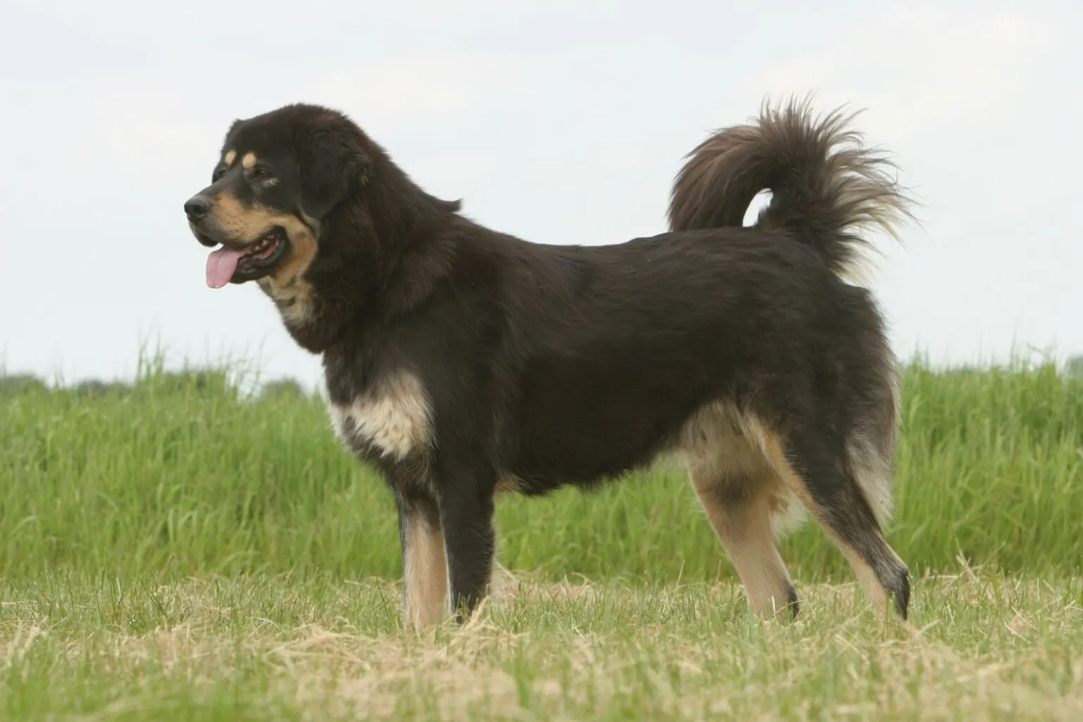 Dogue du Tibet